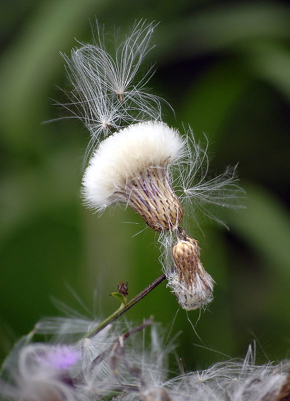 Pflanze_DDC2394.jpg   26.04.jpg